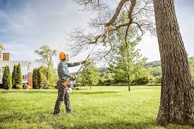 Best Tree Mulching  in Sylvania, GA